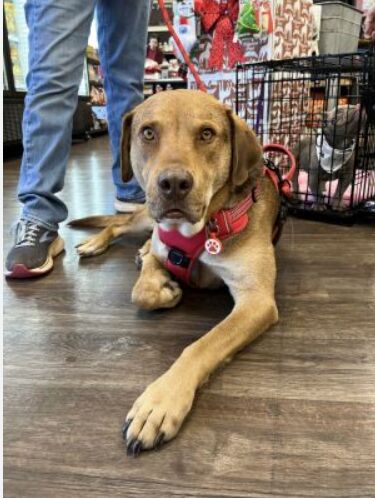 How to Create the Perfect Enrichment Environment for Your Pet Bird image